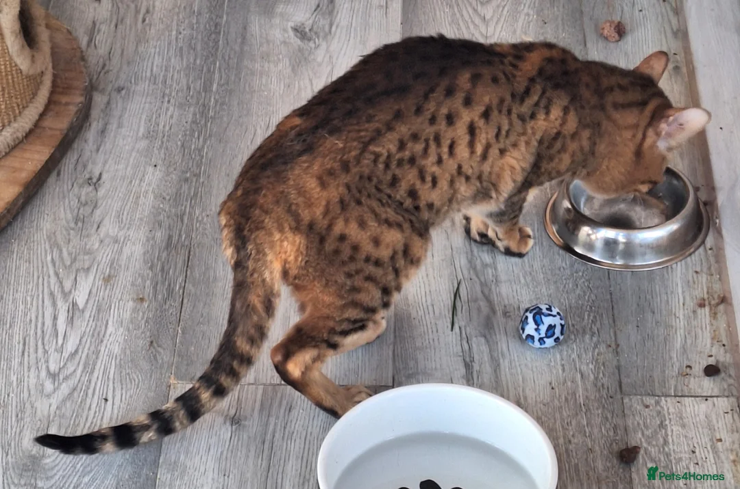 Savannah cats for sale: Savannah Tica SBTF5 Elton old needs a home - Advert 8