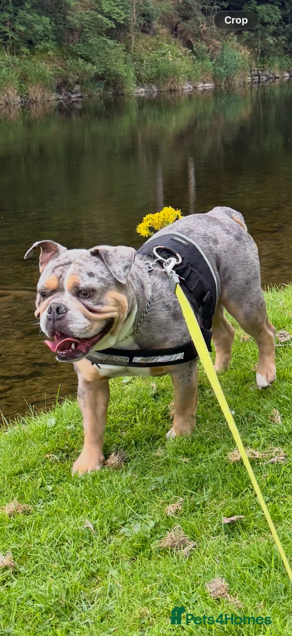 Mixed Breed dogs English bulldog X - Advert 1