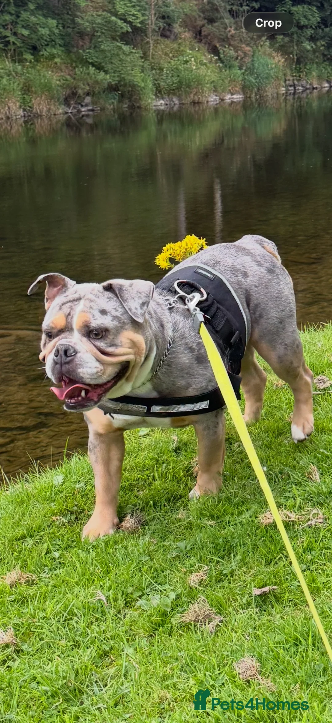 Mixed Breed dogs for sale: English bulldog X - Advert 1