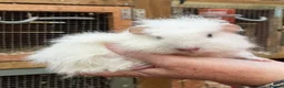 Guinea Pig rodents for sale: Baby guinea pigs  - Advert 9