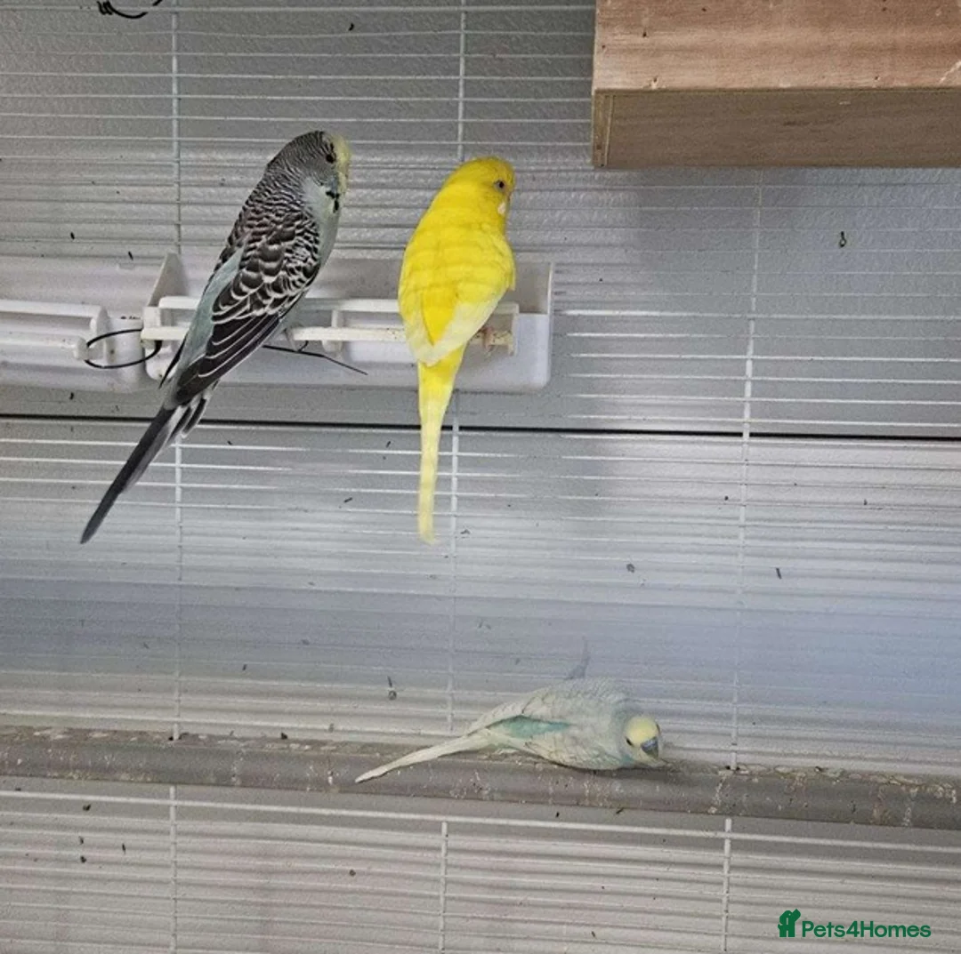 Parrots birds for sale: Smart & Trainable – Ready to Learn Tricks in Carlisle - Advert 1