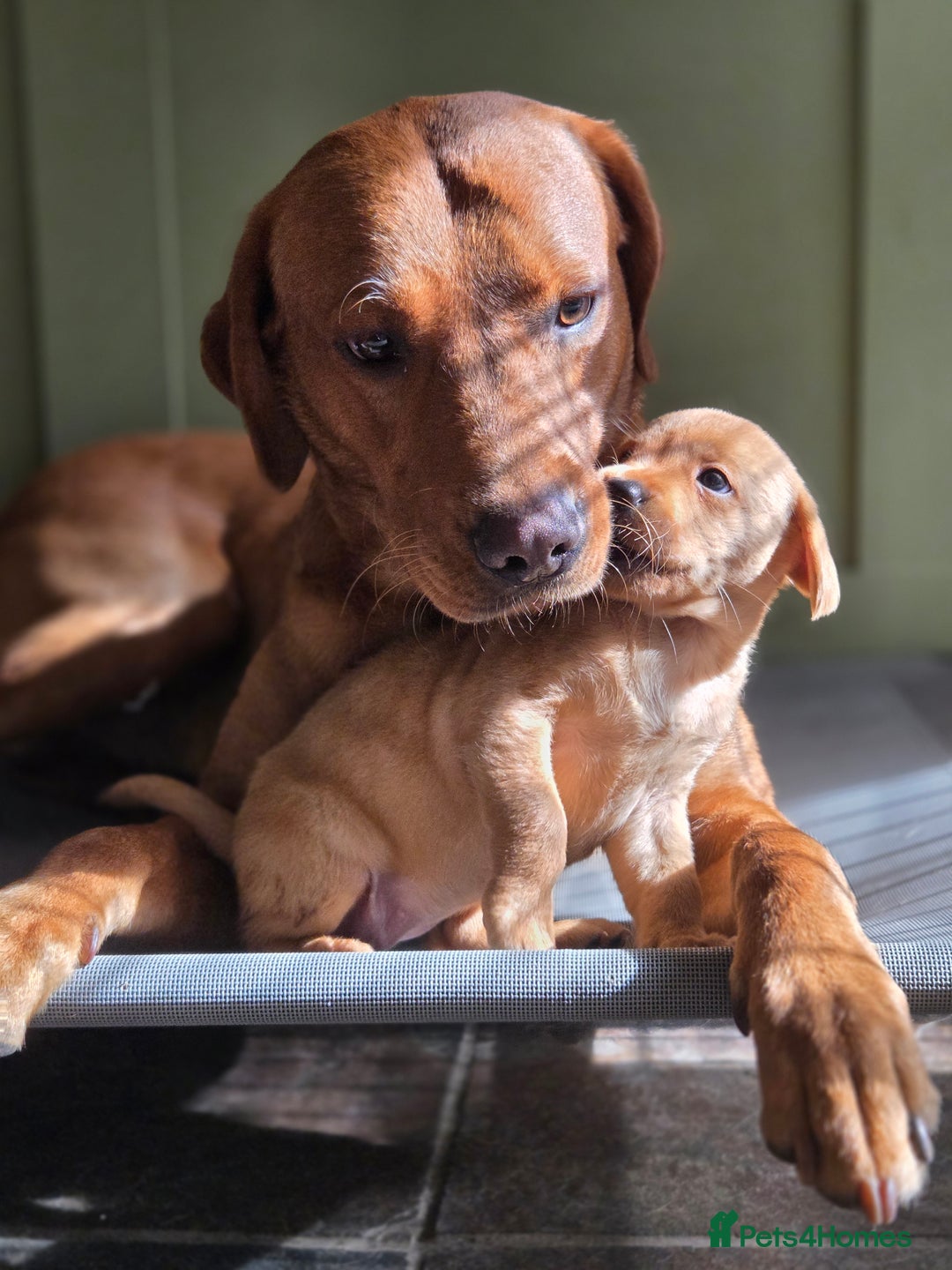 Labrador Retriever dogs for sale: 1 BOY LEFT!! Fox Red Labrador - Working Lines - Image 12