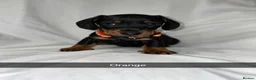 Miniature Dachshund dogs for sale: 6 smooth haired miniature dachshunds! - Advert 4
