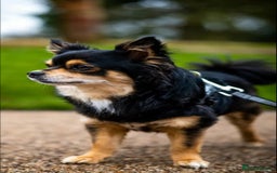 Chihuahua dogs for sale: Long-haired Chihuahua - Image 13