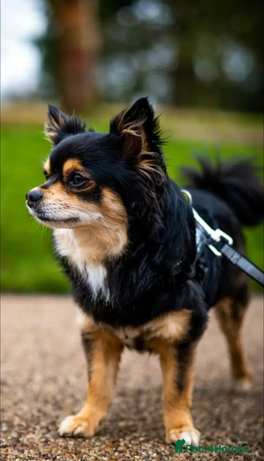 Chihuahua dogs for sale: Long-haired Chihuahua - Image 13
