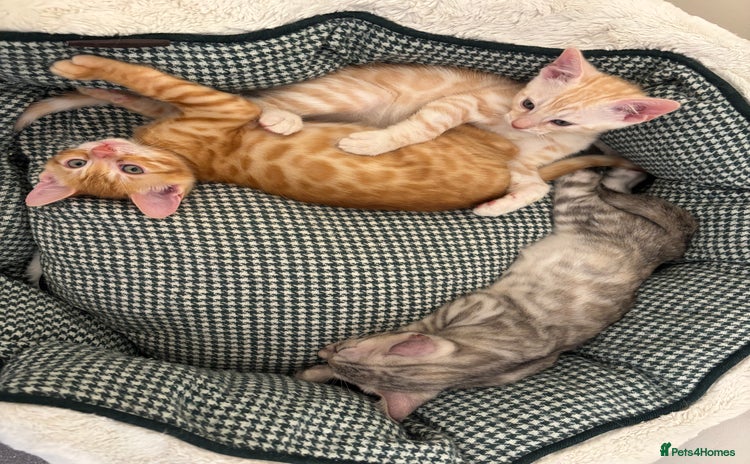 Bengal cats - Advert 13