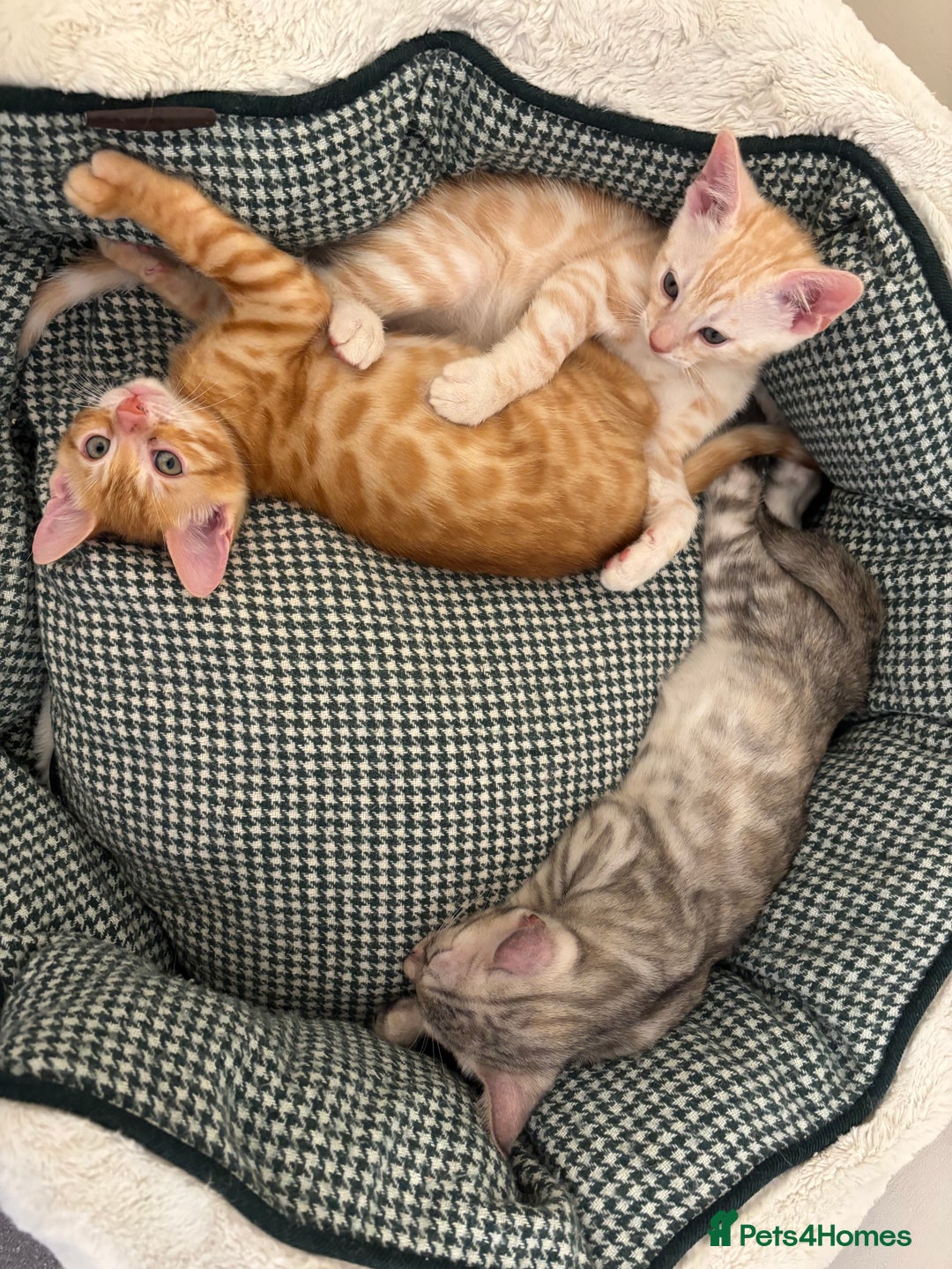 Bengal cats for sale: Unique Bengal Kittens  - Image 3