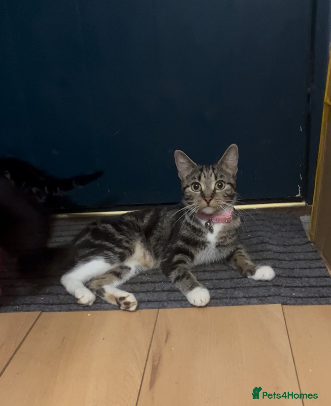 Mixed Breed cats for sale: 4 Kittens looking for their forever homes 🏠  - Image 6
