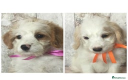 Bordoodle dogs for sale: Adorable & Confident Collie x poodle pups - Image 3