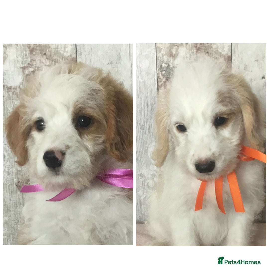 Bordoodle dogs for sale: Adorable & Confident Collie x poodle pups - Image 3