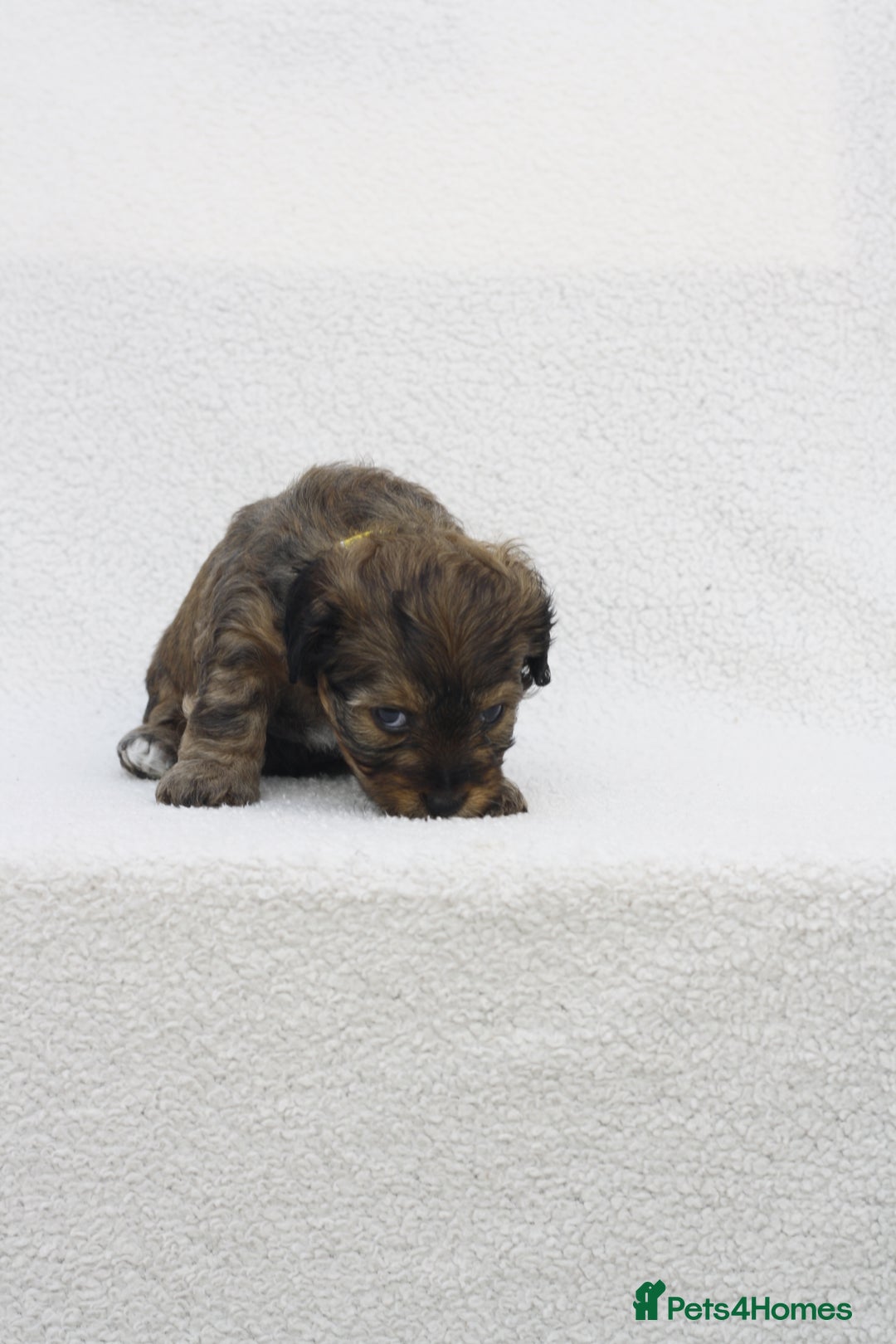 Mixed Breed dogs for sale: Havatoodle Pups - Image 18