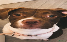 Mixed Breed dogs for sale: Beautiful male dog - Image 3