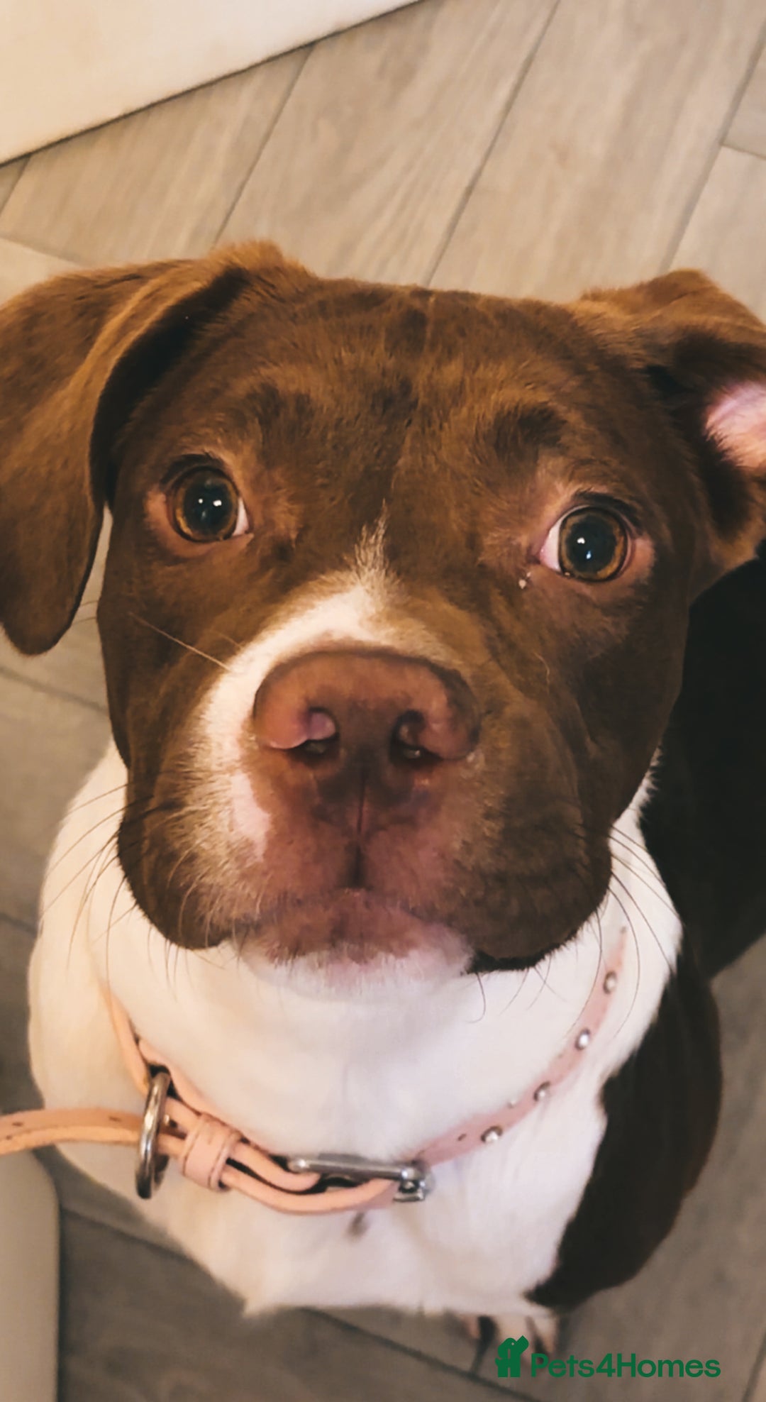 Mixed Breed dogs for sale: Beautiful male dog - Image 3