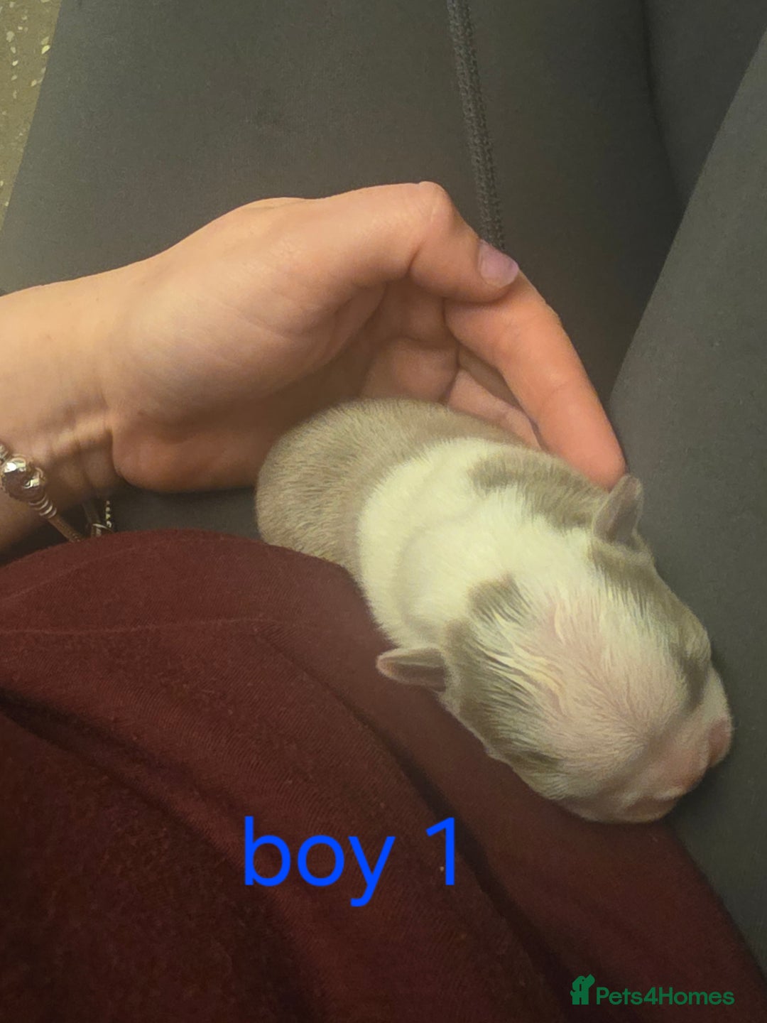 Boston Terrier dogs for sale: Beautiful Blue Bostons  - Image 6
