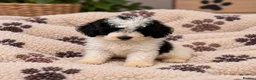 Poochon dogs for sale: Stunning F1b toy Poochon 5* rated graded health ✅ - Advert 3