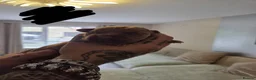 Dogue De Bordeaux dogs for sale: Exceptional KC registered Chunky Puppies  - Advert 3