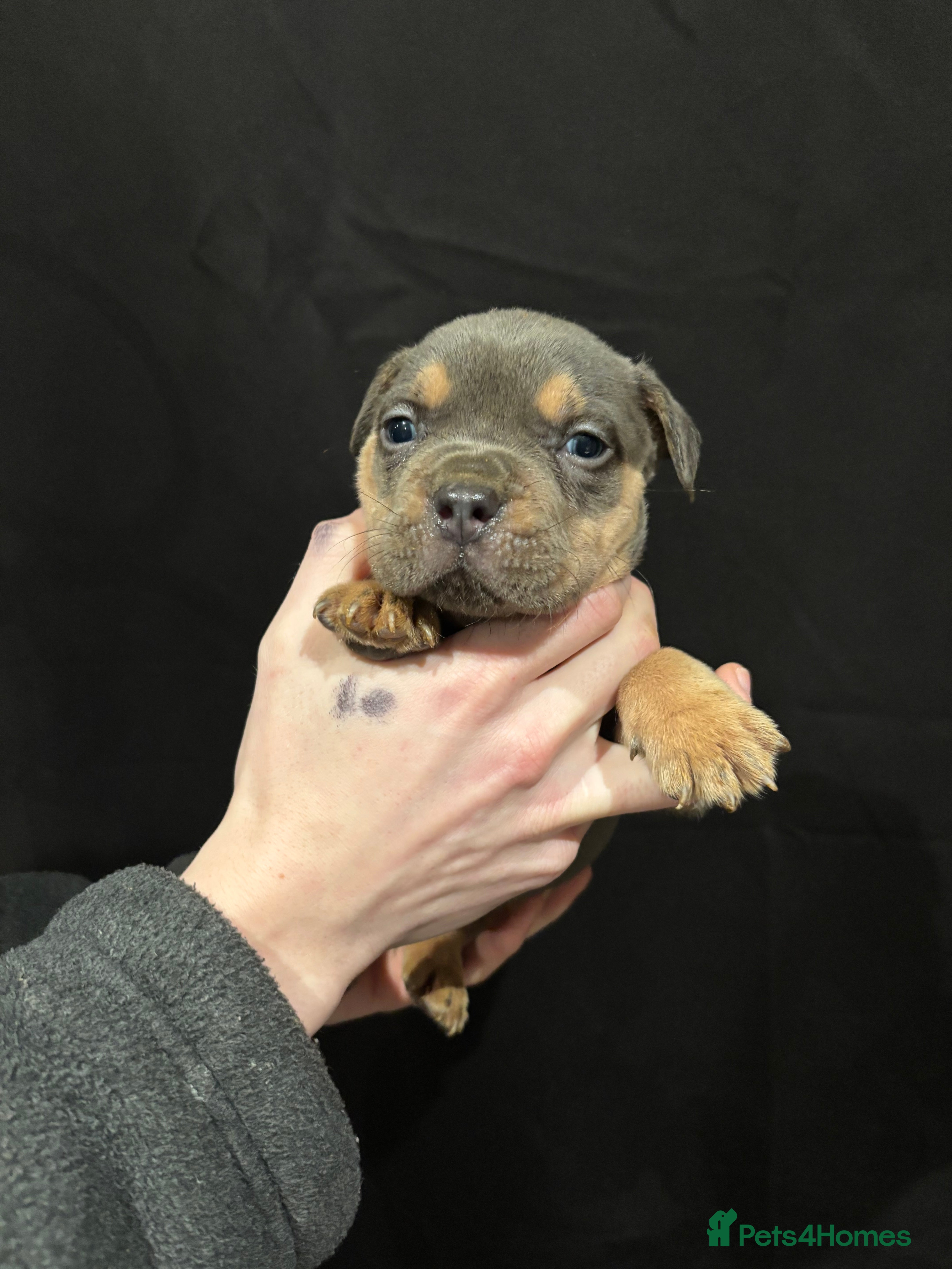 American Bulldog dogs Pocket bully’s  - Advert 2