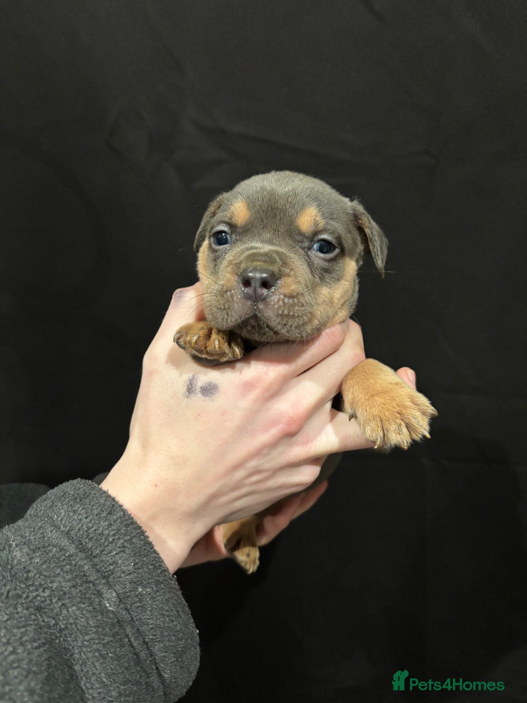 American Bulldog dogs for sale: Pocket bully’s  - Advert 1