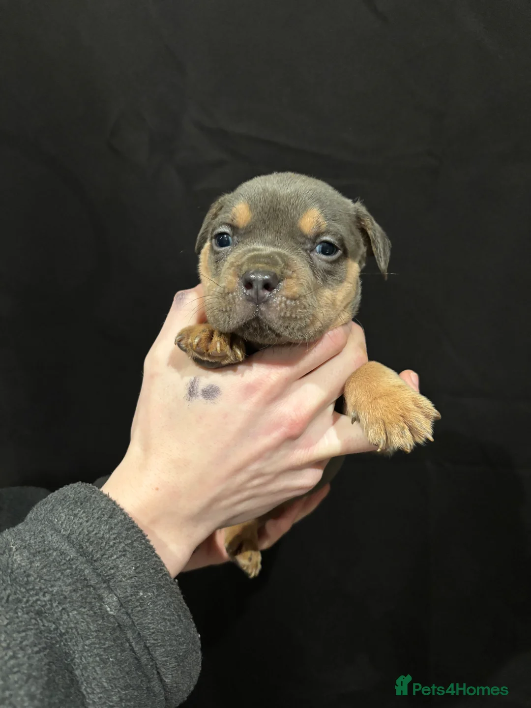 American Bulldog dogs for sale: Pocket bully’s  - Advert 1