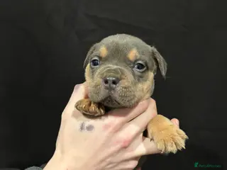 American Bulldog dogs Pocket bully’s - Advert 2