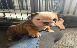 English Bulldog dogs for sale: Traditional English Bulldog Puppies  - Image 8