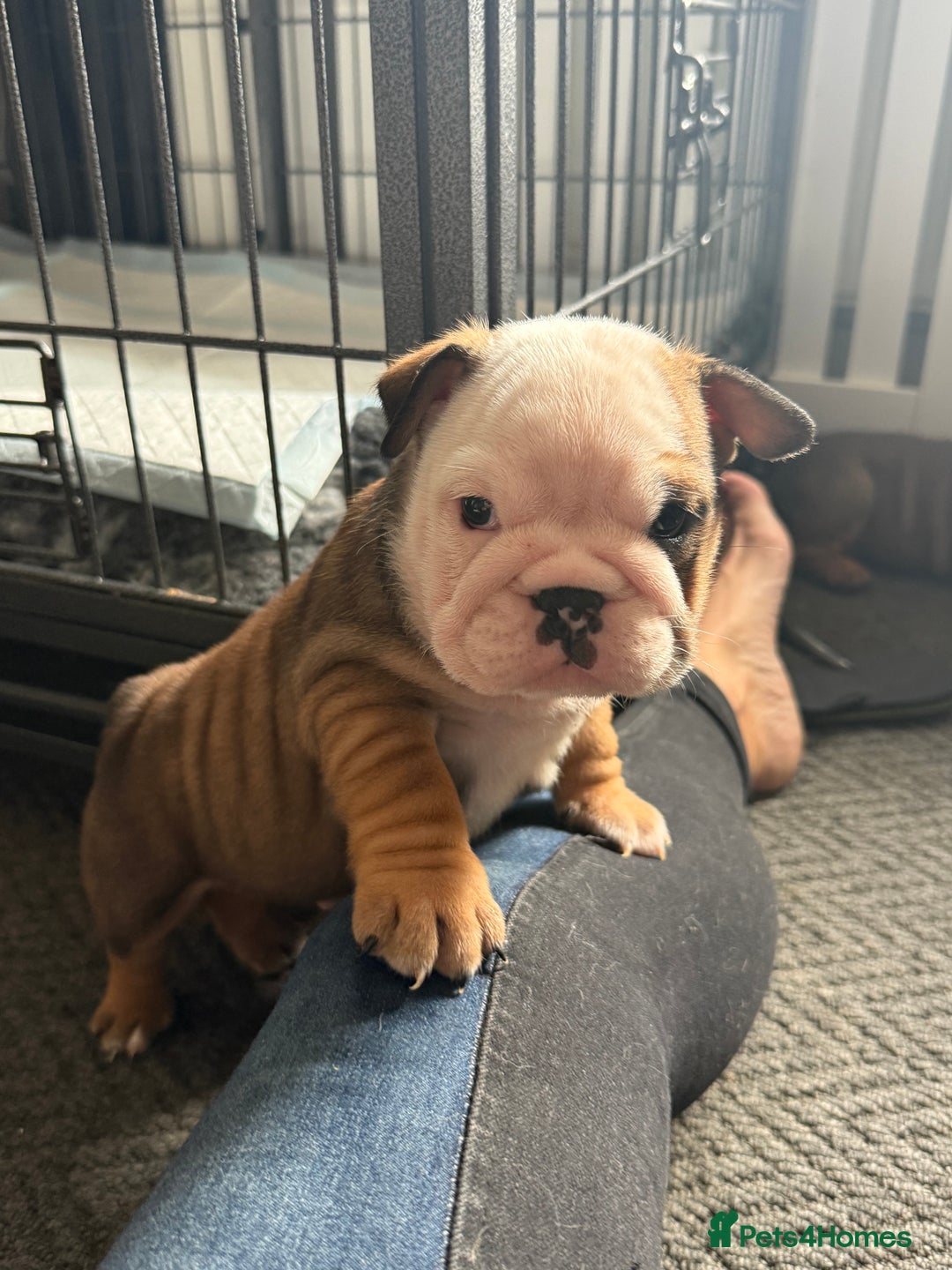 English Bulldog dogs for sale: Traditional English Bulldog Puppies  - Image 8