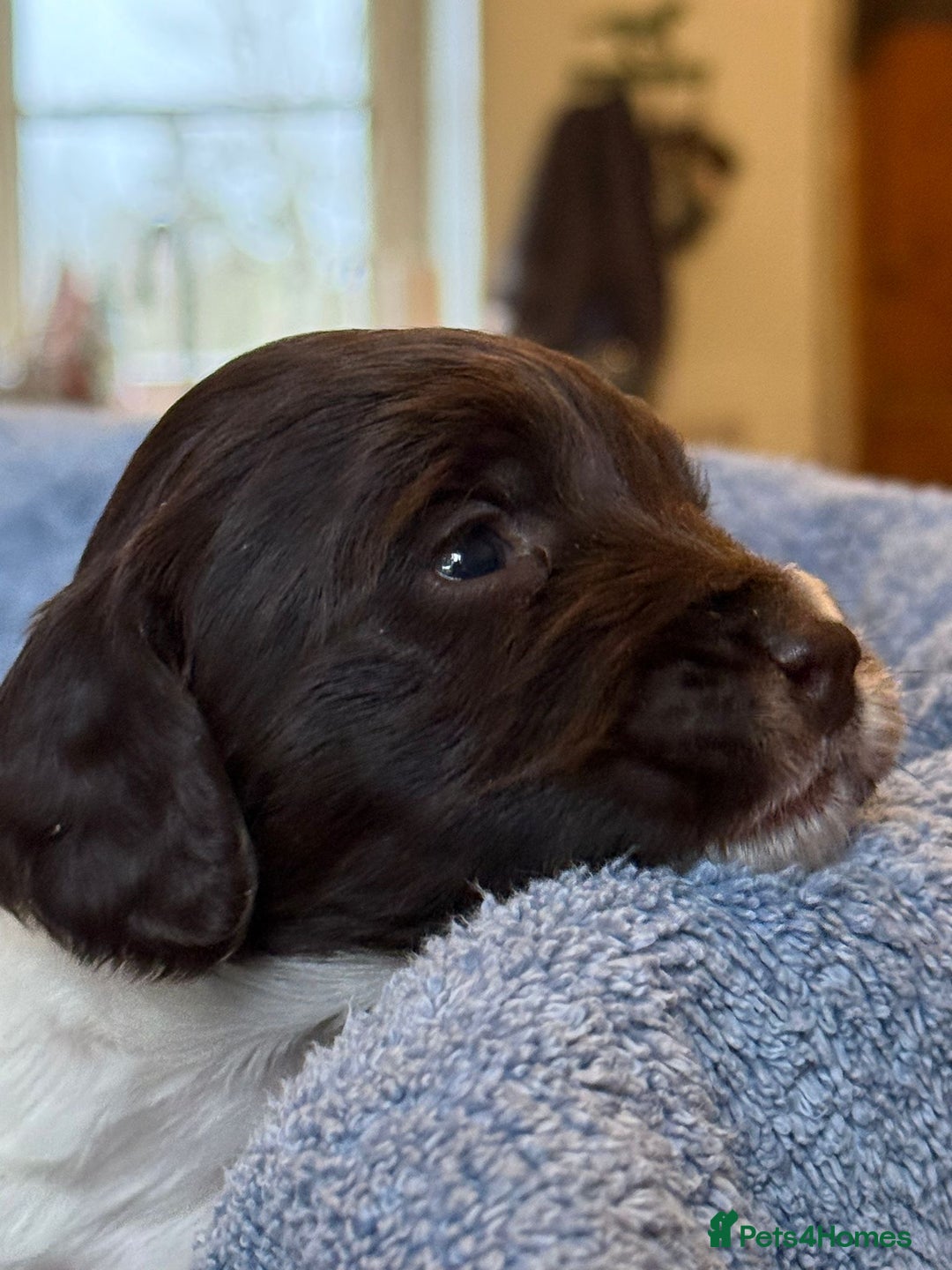 Sproodle dogs for sale: Merle F1 Sproodles 5⭐️Licenced Breeder full DNA - Advert 16