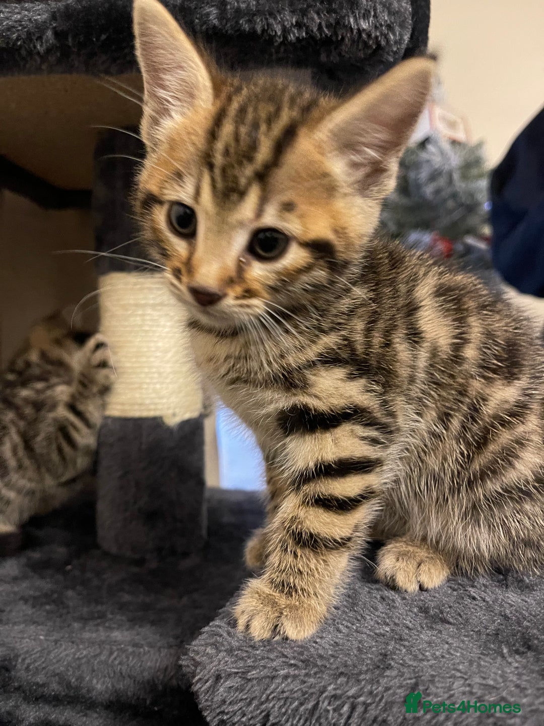 Mixed Breed cats for sale: Bengal mixed kitten  - Advert 7