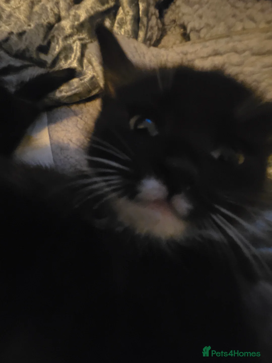 Mixed Breed cats for sale: Please read full ad - Advert 3