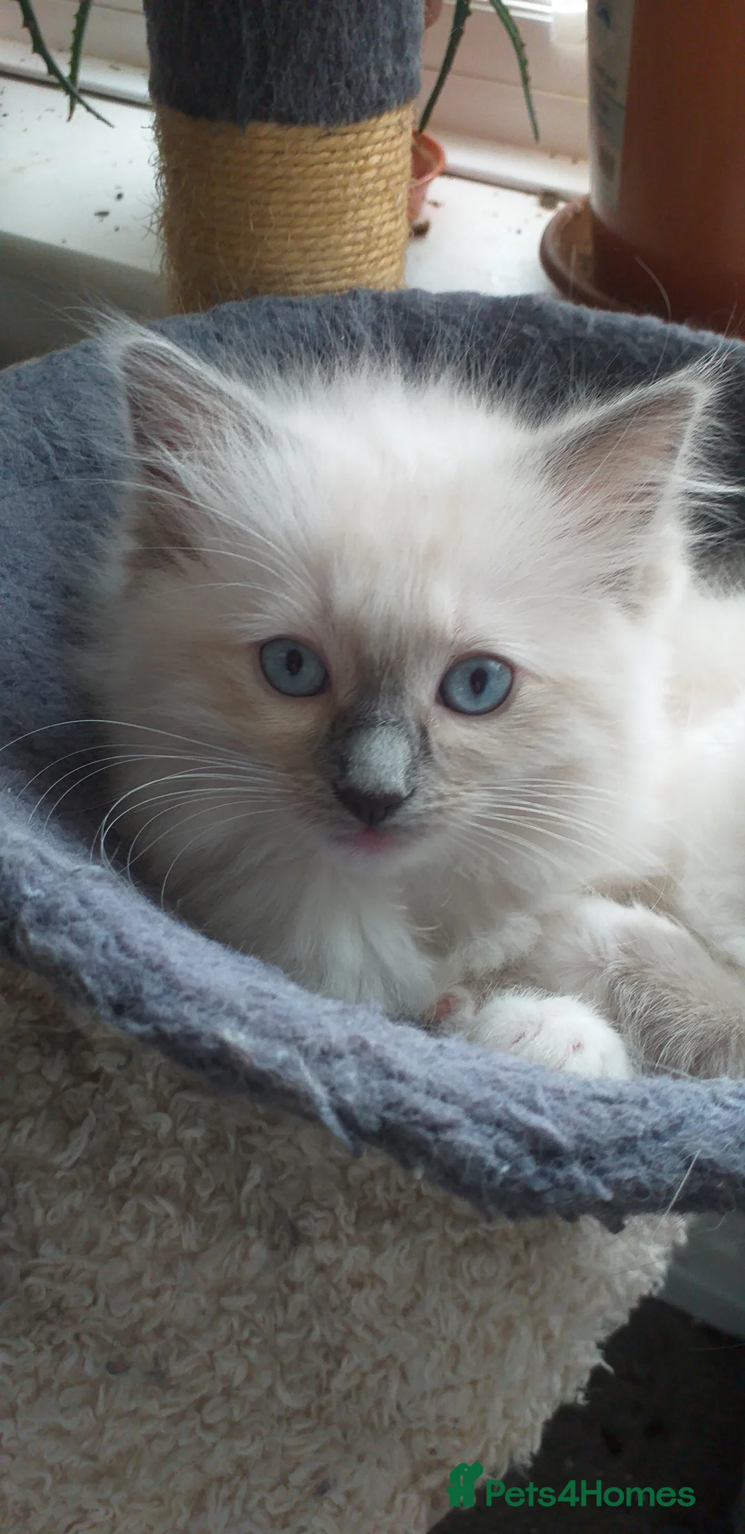 Ragdoll cats for sale: Beautiful Ragdoll Kittens - Advert 3