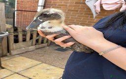 Ducks poultry for sale: Runner ducklings unsexed  - Image 2