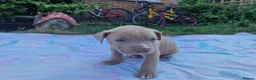 Staffordshire Bull Terrier dogs for sale: Staffordshire bully puppies  - Advert 28
