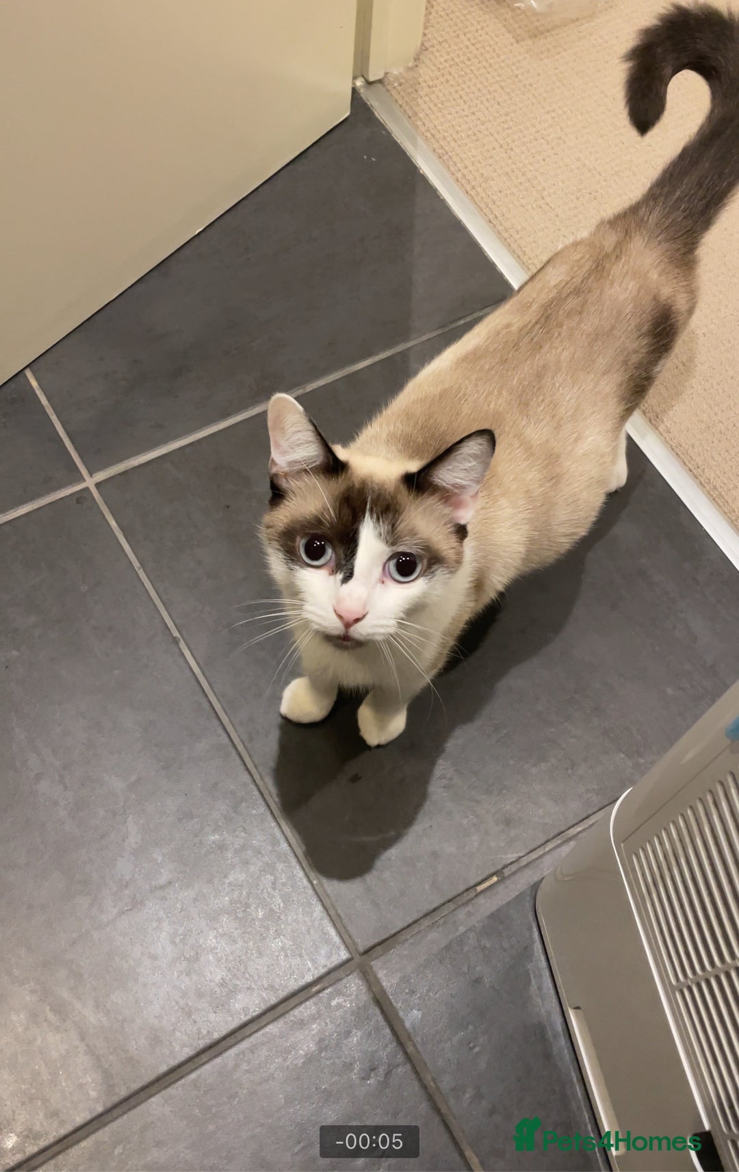 Balinese cats for sale: 🐾🌸 Meet Your Dream Companion 🌸🐾 - Image 5