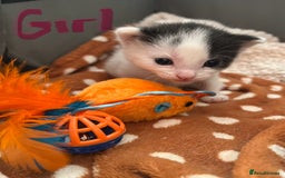 Mixed Breed cats for sale: ❤️*Blue/white & black/white friendly kittens*❤️ - Image 19