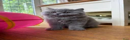British Longhair cats for sale: British Longhair kittens GCCF Registered.  - Advert 3