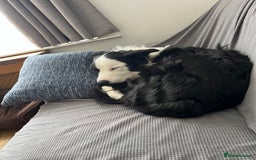 Border Collie dogs for sale: New home for max  - Image 2