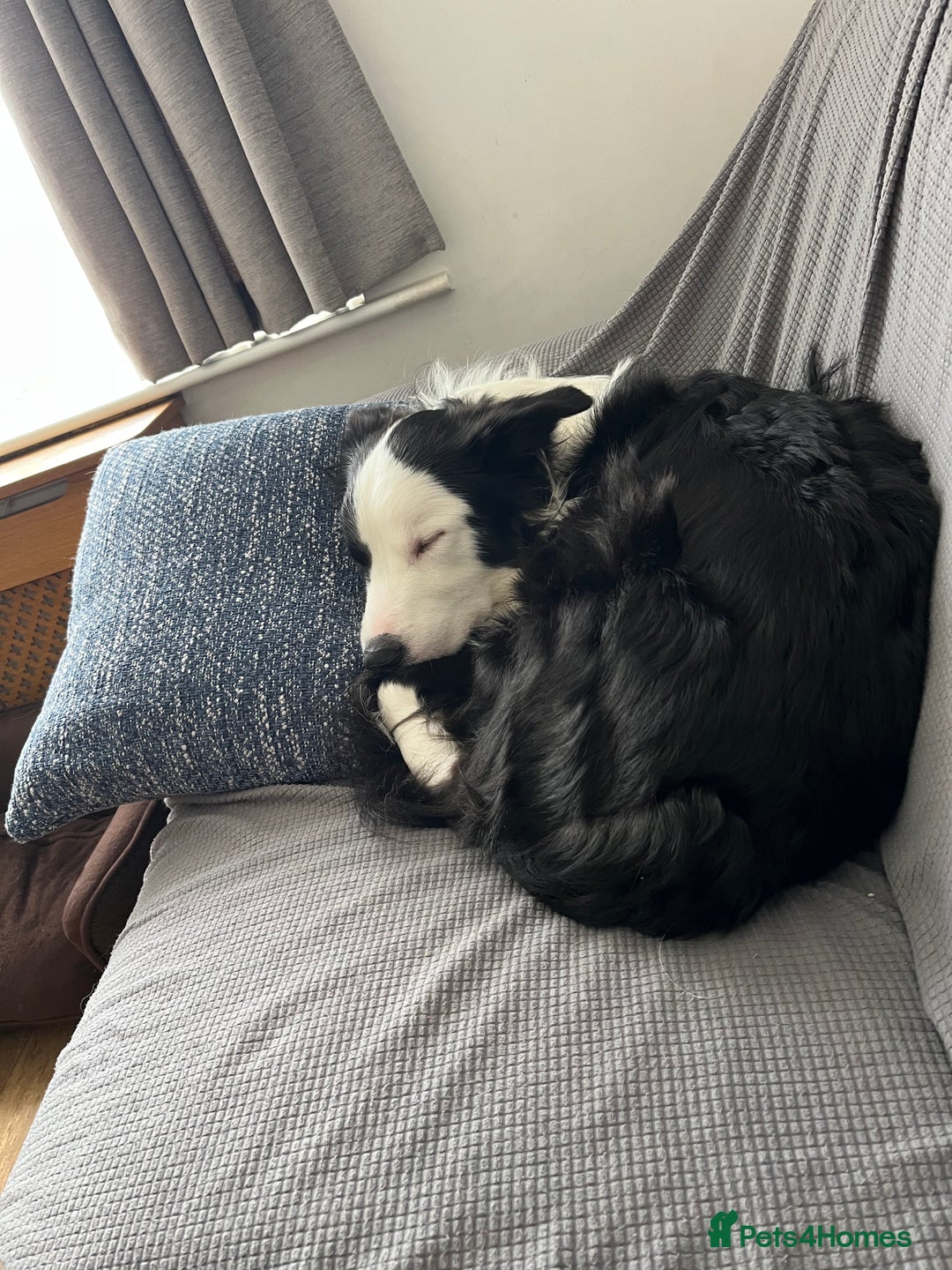 Border Collie dogs for sale: New home for max  - Image 2