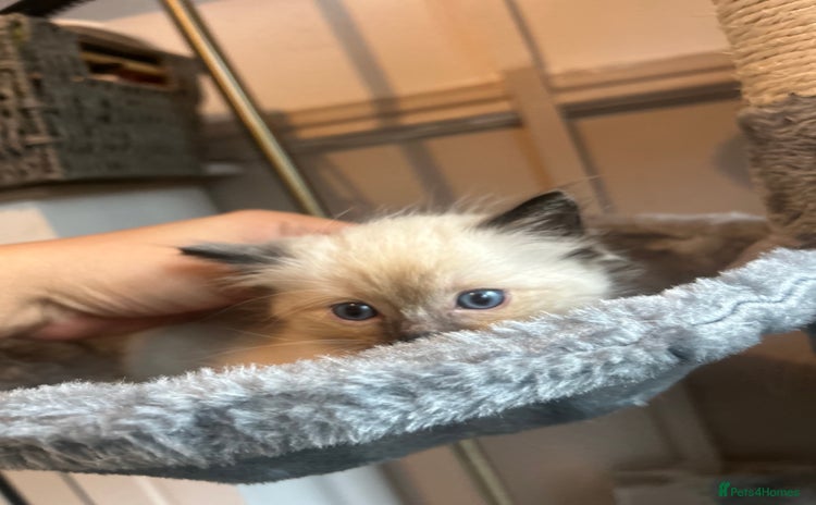 Ragdoll cats - Advert 15