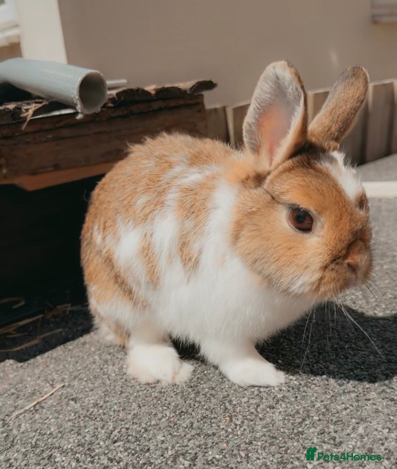 Netherland Dwarf rabbits Netherlands dwarf girl  - Advert 1