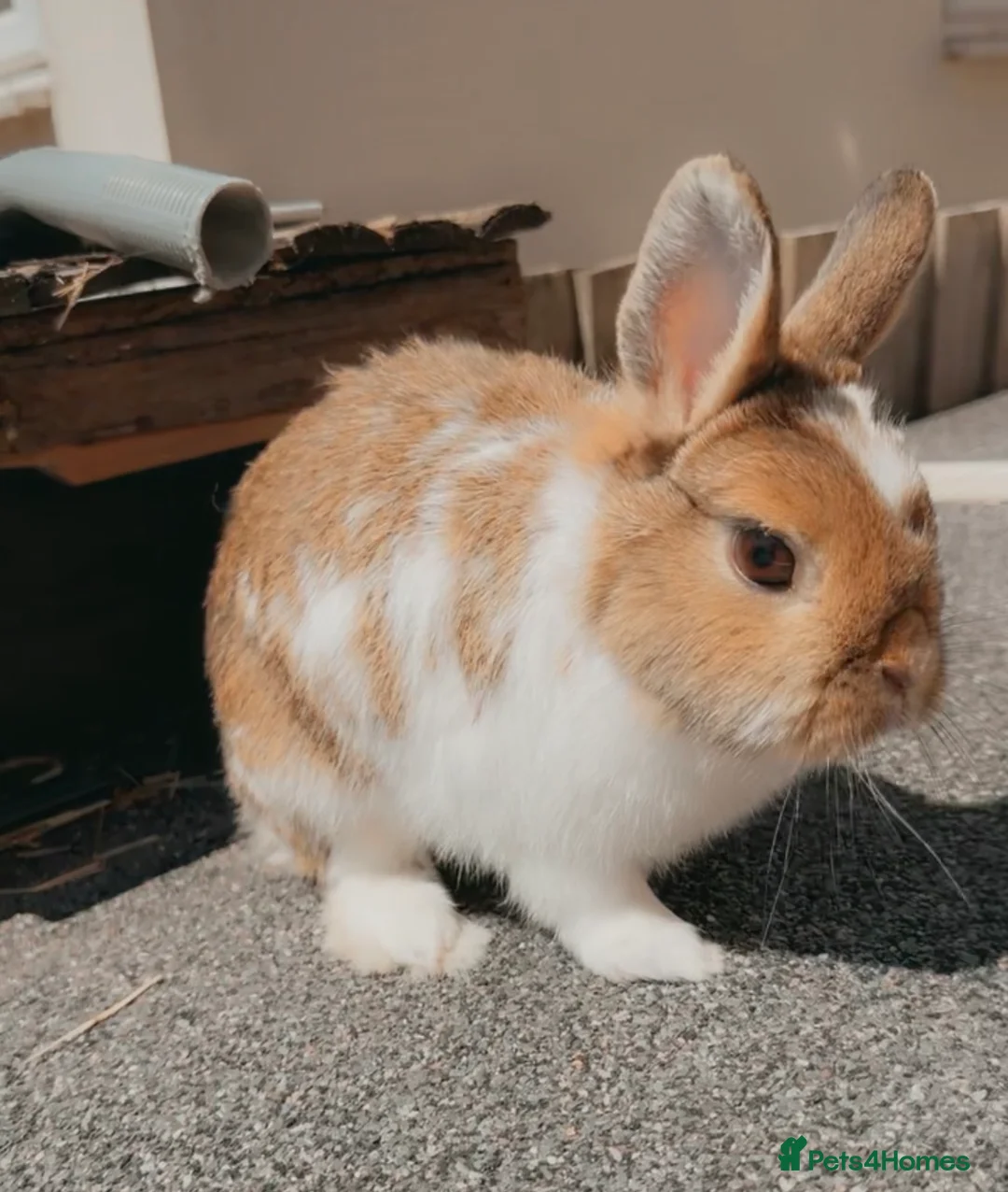 Netherland Dwarf rabbits for sale: Netherlands dwarf girl  - Advert 1