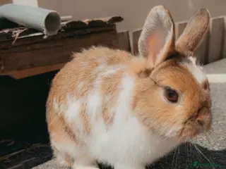 Netherland Dwarf rabbits for sale: Netherlands dwarf girl - Advert 2