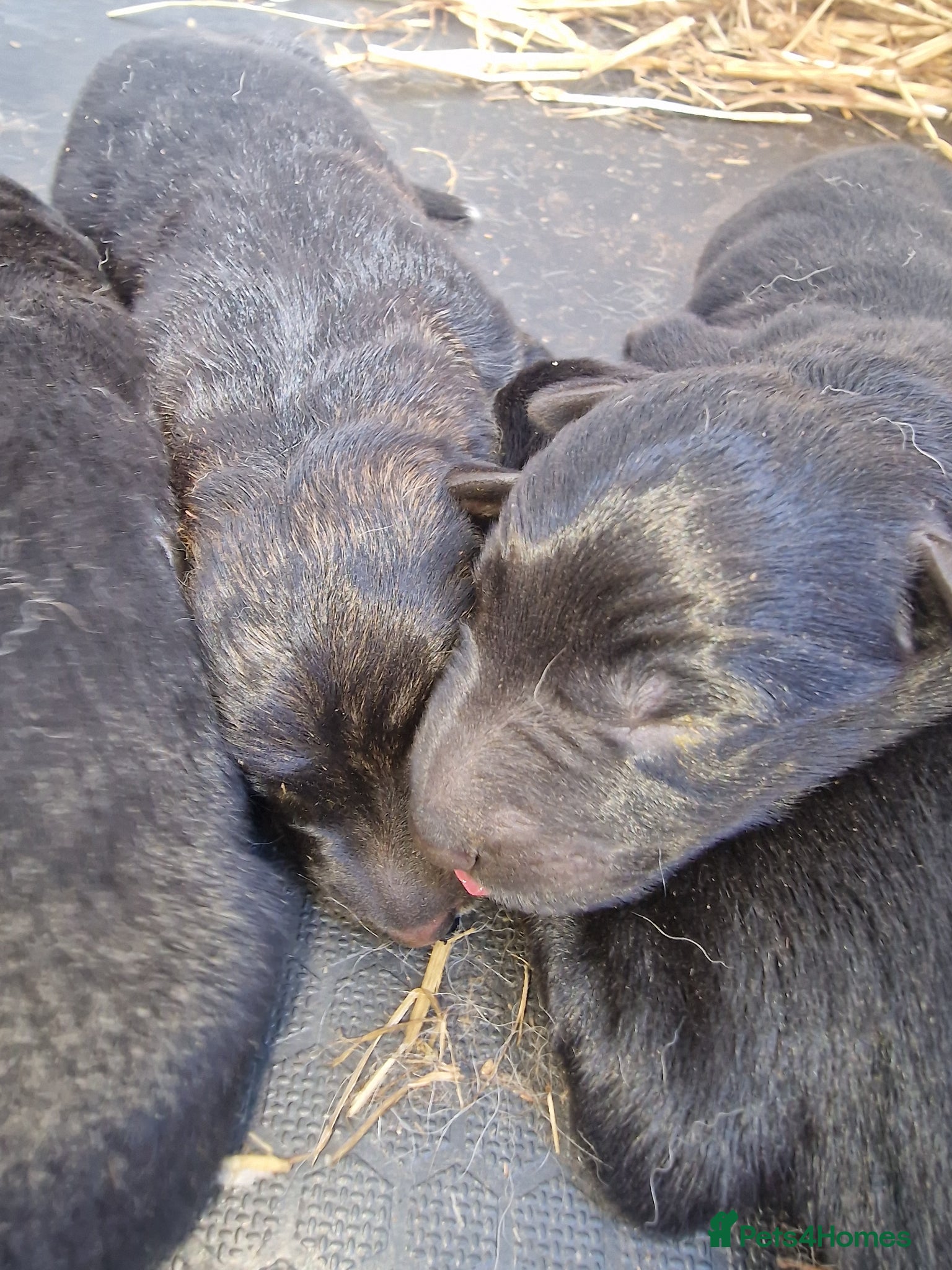 German Shepherd dogs German shepherd pups - Advert 1