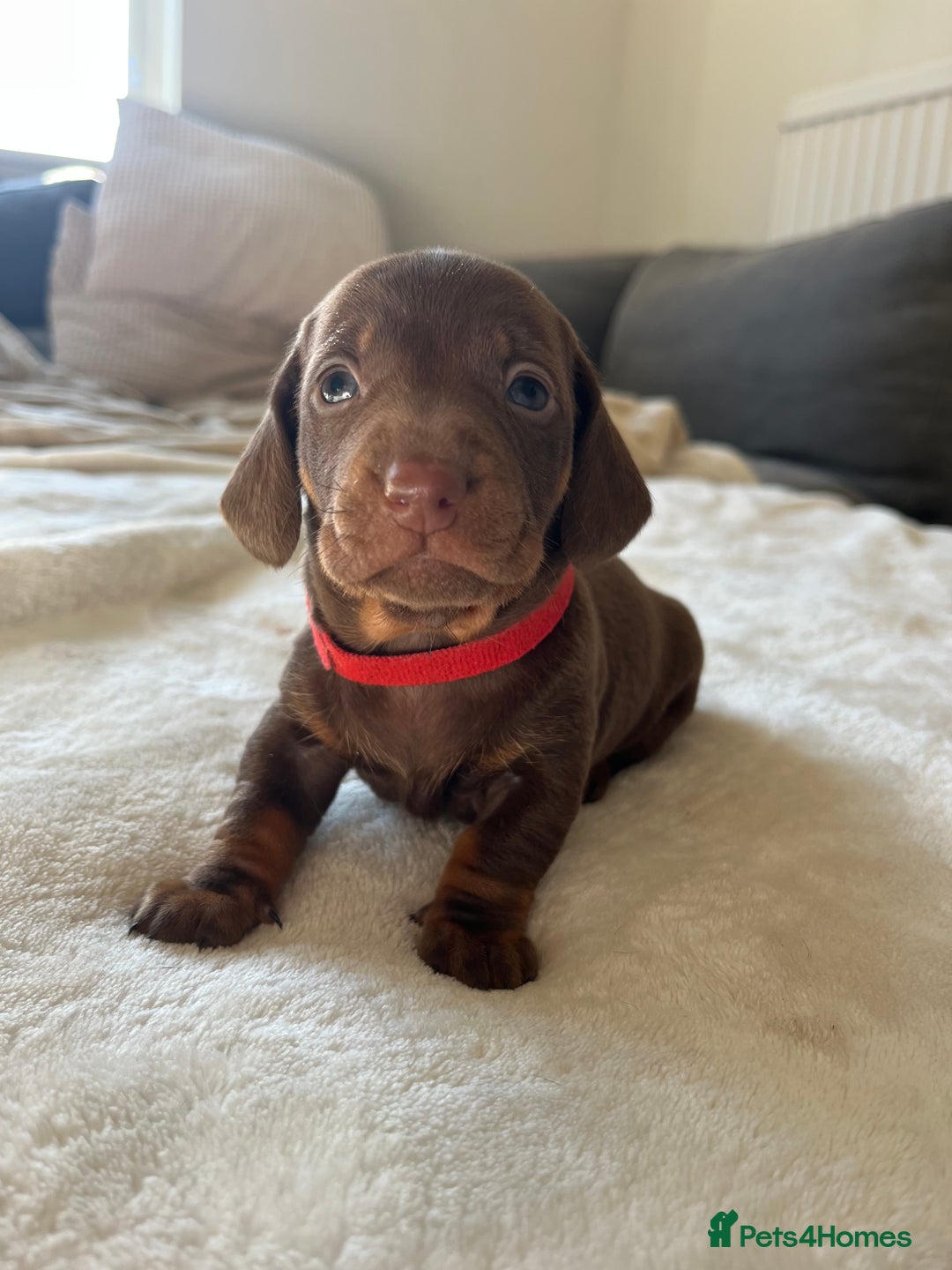 Miniature Dachshund dogs for sale: Beautiful Baby Sausages - Advert 4