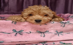 Cavapoo dogs for sale: Cavapoo puppy's  - Image 14