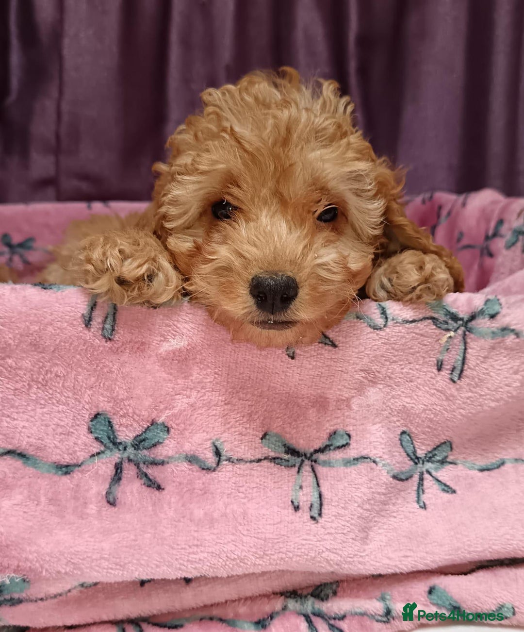 Cavapoo dogs for sale: Cavapoo puppy's  - Image 14
