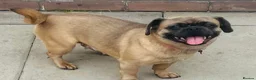 Jug dogs for sale: Jug for sale female still intact. - Advert 5