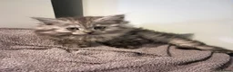 Maine Coon cats for sale: 3/4 main coon 2 Girls 1 Boy - Advert 2