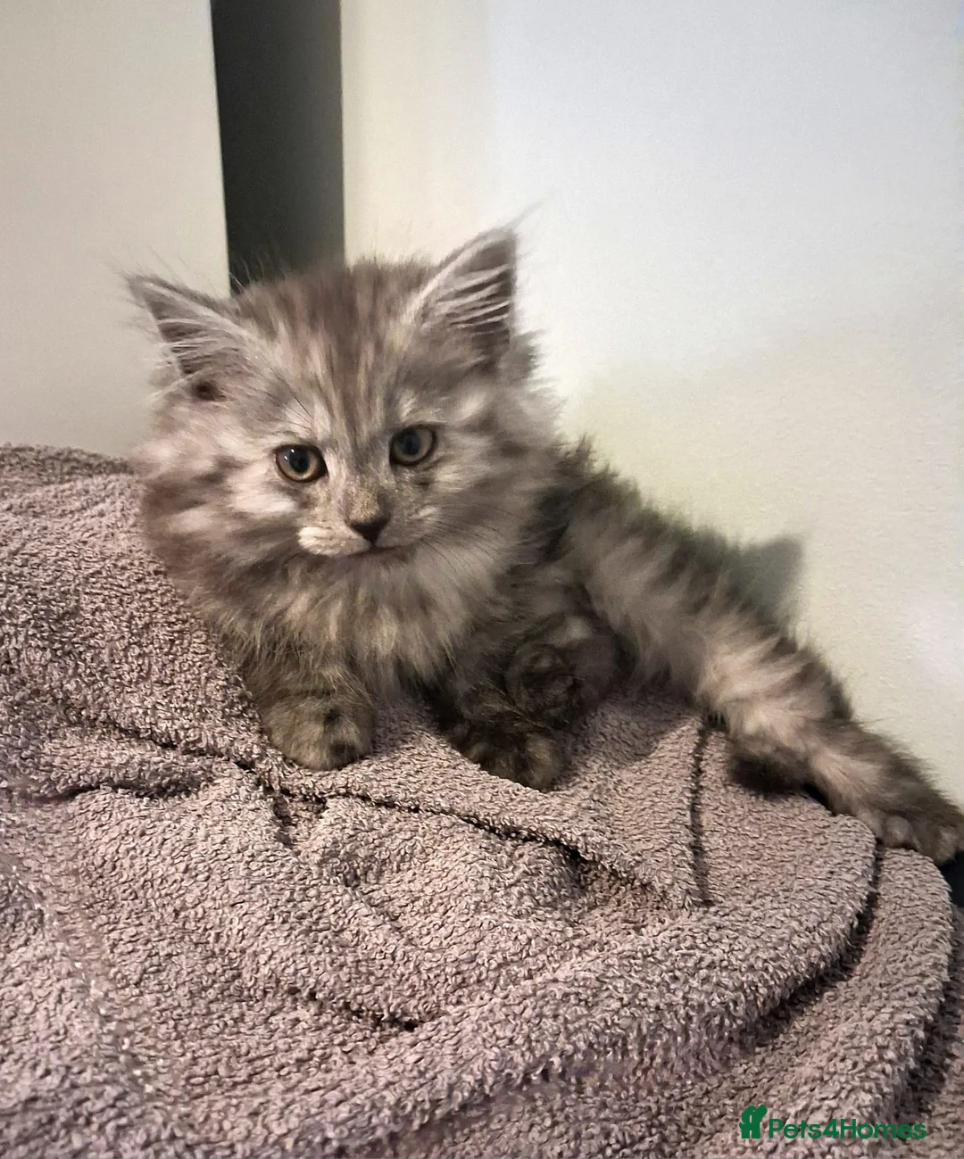 Maine Coon cats for sale: 3/4 main coon 2 Girls 1 Boy - Advert 2