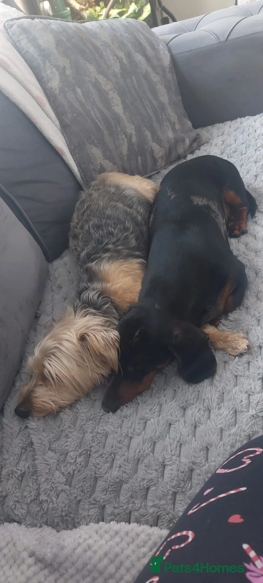 Mixed Breed dogs for sale: Dorkie Pups in Liverpool - Advert 2