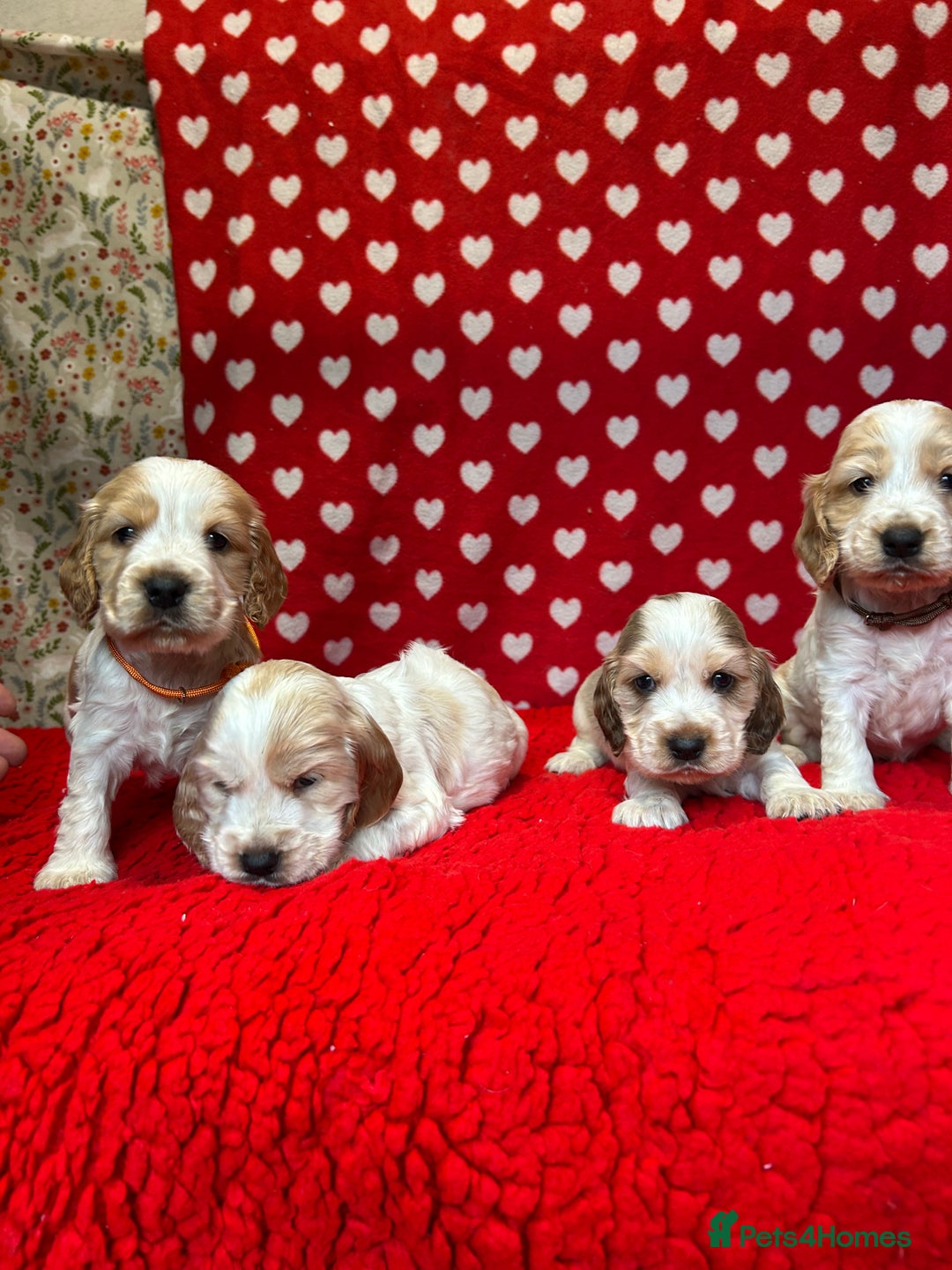 Cocker Spaniel dogs for sale: KC Registered show type cocker spaniel puppies.  - Advert 7